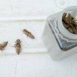 Gesammelte Larvenhüllen (Exuvien) geschlüpfter Libellen