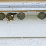 Spezielle Nisthilfen für Mehlschwalben in unmittelbarer Nachbarschaft als Ausgleich für die abzubrechenden Gebäude
