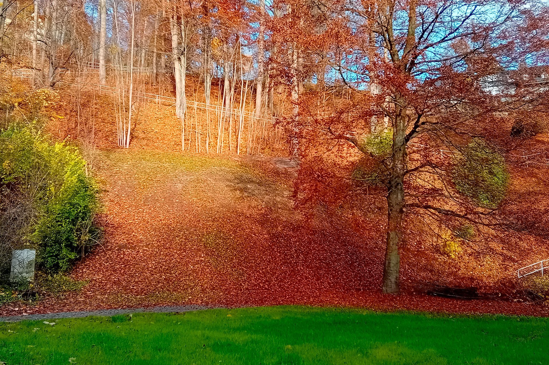 Ein mit Herbstlaub bedeckter Hang