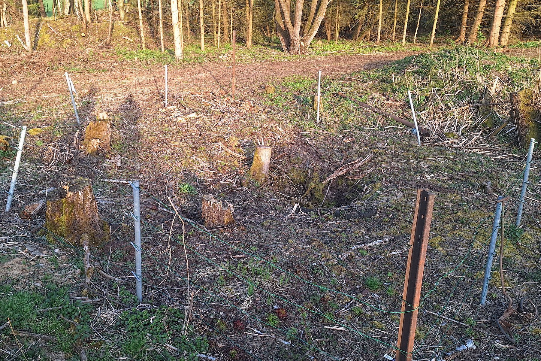 Ein Einbruch am Waldrand